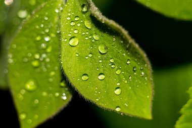 Yağmurdan sonra bitkilerin yeşil yaprakları üzerinde yağmur damlaları
