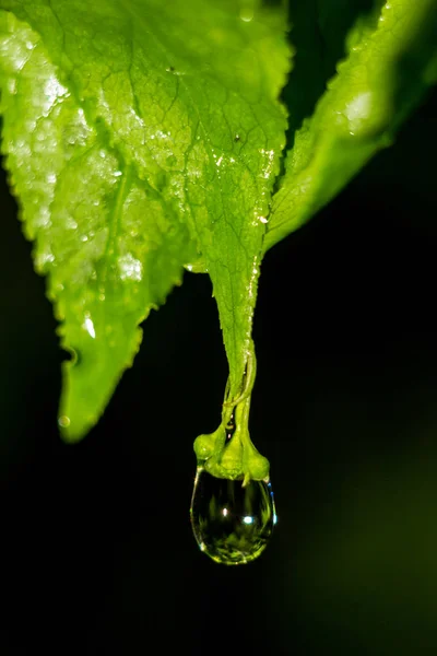 Large Drop Hangs Green Leaf Rain Second Falling — Stock Photo, Image