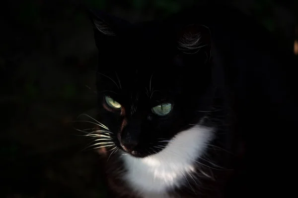 Gato Negro Con Cuello Blanco Está Sentado Oscuridad —  Fotos de Stock