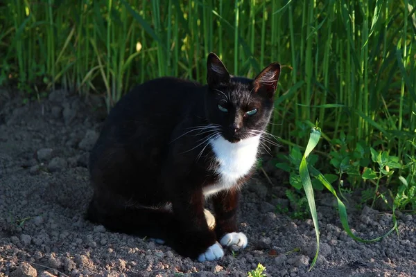 Beau Chat Noir Avec Cou Blanc Regarde Attentivement — Photo