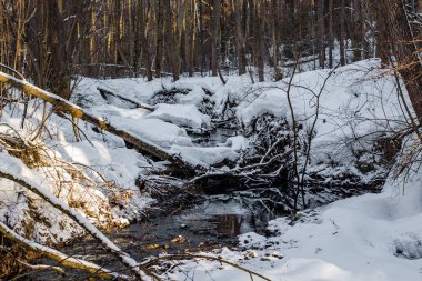 Ormandaki bir derede kar yığınları ve molozlar, kış manzarası