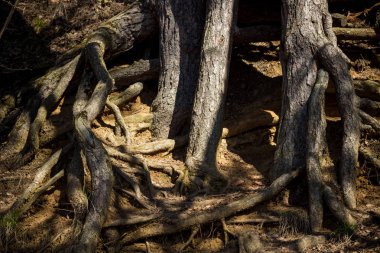 Powerful pine roots growing on the surface