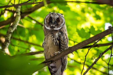 Genç uzun kulaklı baykuş (Asio otus) ormanda bir ağaçta. Kaluzhskiy bölgesi, Rusya