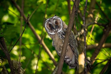 Genç uzun kulaklı baykuş (Asio otus) ormanda bir ağaçta. Kaluzhskiy bölgesi, Rusya