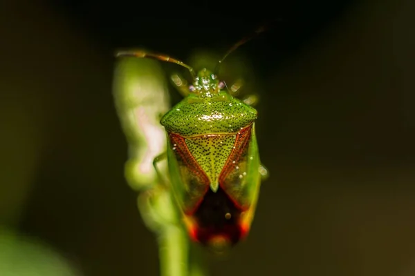 Insekter Plante Grønt Skjold Insekt Palomena Prasina – stockfoto