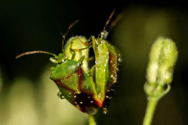 植物への昆虫緑の盾虫 Palomena Prasina — ストック写真