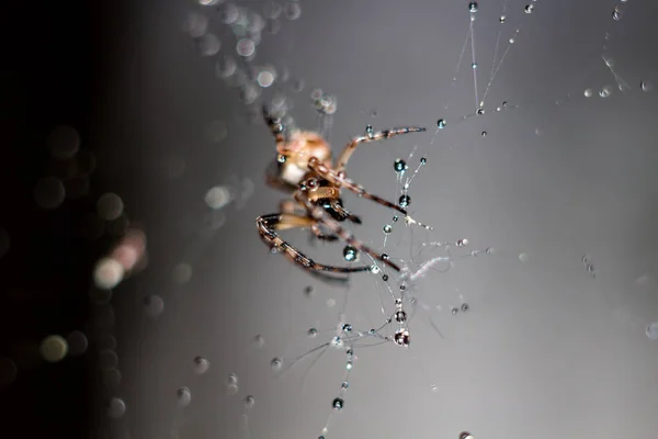 A small spider sits on a web that is covered in drops of water