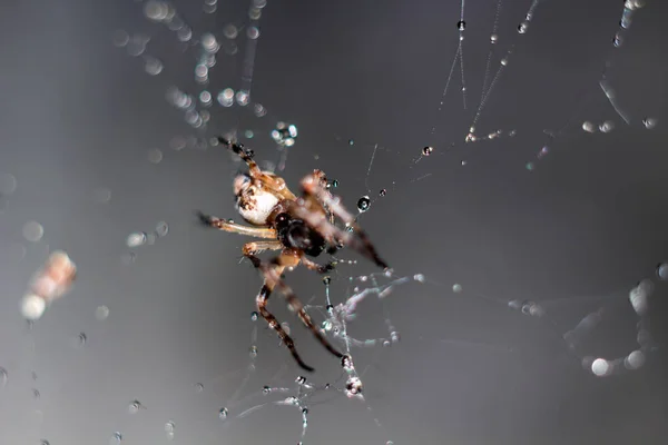 Liten Spindel Sitter Ett Nät Som Täckt Droppar Vatten — Stockfoto