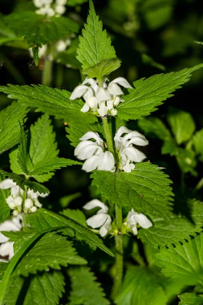 Mei Bloeiende Plant Witte Brandnetel Witte Dode Brandnetel Lamium Album — Stockfoto