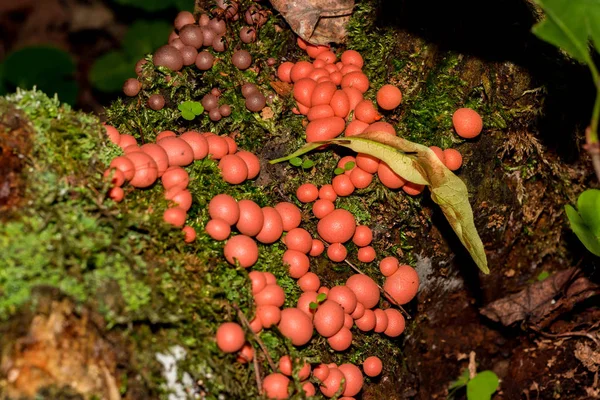 Lycogala Epidendrum Wolf Milk Groening Slime Type Mold Lives Rotten — Stock Photo, Image