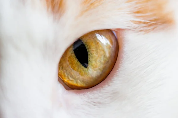 Sárga Szem Egy Fehér Macska Közelkép — Stock Fotó
