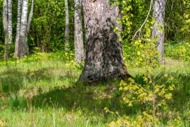 Güneşli bir bahar gününde huş ağacının manzarası. Ağaçların gölgesinde güzel yeşil bir bitki...