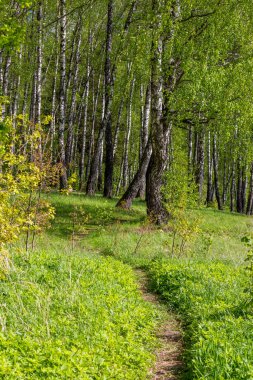 Dikey bir huş ağacına giden bir patika.
