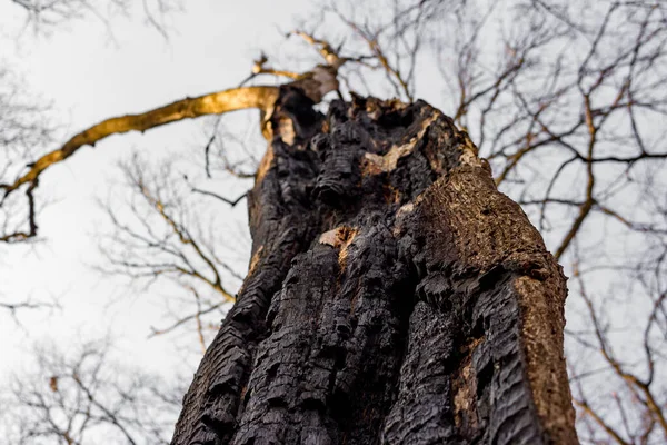 Verkohlte Baumstämme Wald Nach Brand — Stockfoto