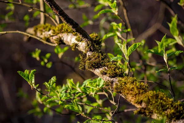 Ett Träd Täckt Med Grön Mossa Och Gröna Blad Runt — Stockfoto