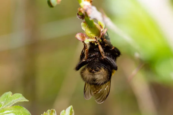 Bumblebee Recoge Polen Las Flores Grosella — Foto de Stock