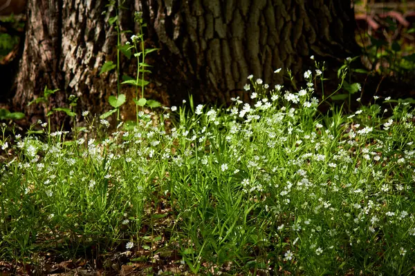 Schöne Blühende Wildpflanze Stellaria Holostea Natternkraut Mai — Stockfoto