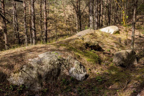 Grupo Rocas Redondeadas Bosque Pinos — Foto de Stock