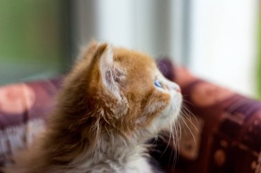 Güzel, kızıl kedi yavrusu Pencereden dışarı bakar