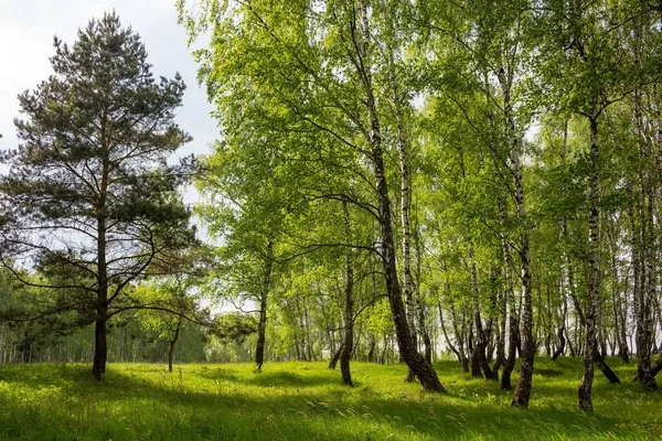 Malowniczy Zielony Gaj Brzozowy Letni Dzień Sielankowy Krajobraz Wiejski — Zdjęcie stockowe