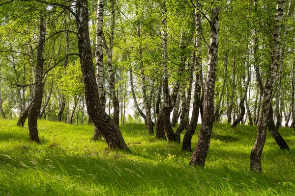 Picturesque Green Birch Grove Summer Day Rural Idyllic Landscape — Stock Photo, Image