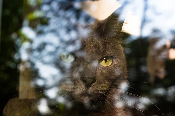 Grijze Kat Kijkt Door Het Raam Van Straat — Stockfoto