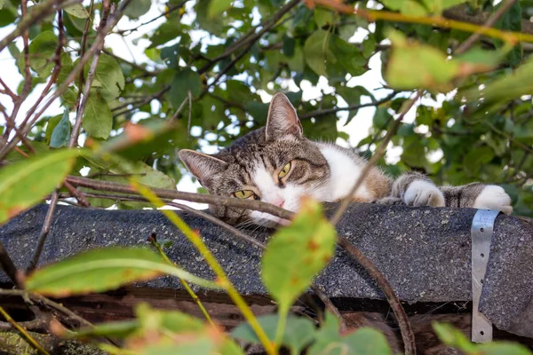 Fehér Szürke Vidéki Macska Pihen Tetőn Között Lombozat — Stock Fotó