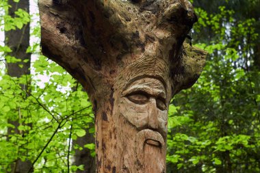 Ormandaki bir neo-Pagan tapınağındaki bir ağacın kökünden oyulmuş Slav tanrısı Veles 'in resmi. Kaluzhskiy bölgesi, Rusya. Veles, sığır yetiştiriciliğinin, zenginliğinin ve bilgeliğinin tanrısı.