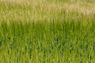 Parlak yeşil tarla mısır gevreğiyle ekili.