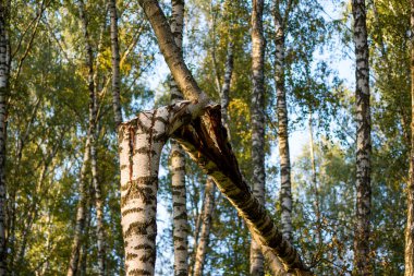 Kırık huş ağacı korulukta