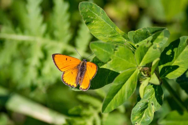 Mariposa Naranja Brillante Cobre Grande Lycaena Dispar Sienta Sobre Hojas — Foto de Stock