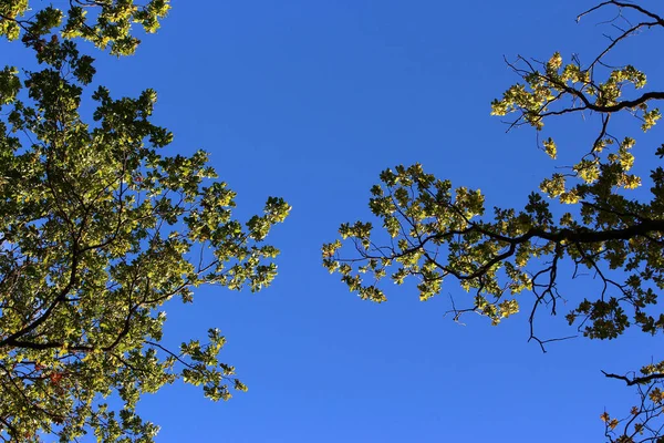 Eichenzweige Recken Sich Gegen Den Blauen Himmel — Stockfoto