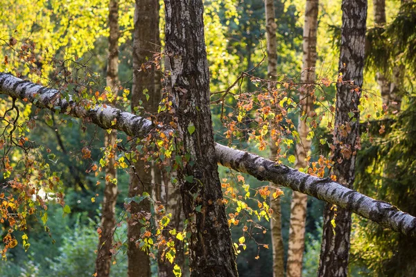 Fallen Birch Trunk Beautiful Birch Grove Natural Background — Stock Photo, Image