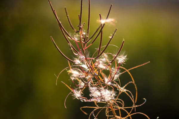 Fuoco Secco Chamaenerion Angustifolium Grande Rosebay Willowherb Con Semi Natura — Foto Stock