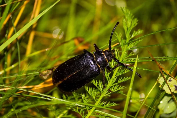 大きな黒いカブトムシのタナー Prionus Coriarius は緑の草に座っています — ストック写真