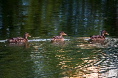 Üç vahşi ördek birbiri ardına nehirde yüzüyor.
