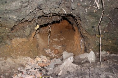 Toprağa kazılmış boş bir tilki deliği.