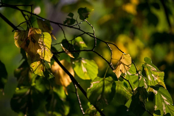 Vackra Grenar Hassel Med Gröna Blad Gulfärgning Bladen Tidigt Hösten — Stockfoto