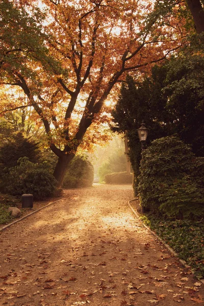 Mattina Alba Nel Parco Autunnale Germania — Foto Stock