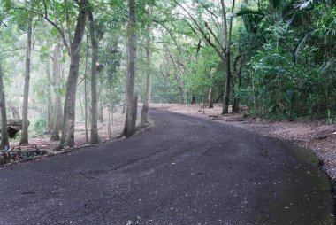 Yeşil tropikal ağaçlar, sis ve nem arasındaki kırsal bir yol.