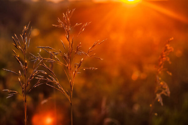 Ears of grass in the sunset