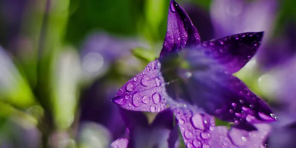 緑の草に紫色の鐘の花 — ストック写真