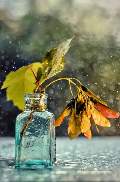 葉と秋の静物、ガラスの花瓶と雨滴. — ストック写真