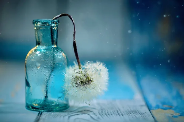 青のタンポポの花の非常に閉鎖 — ストック写真