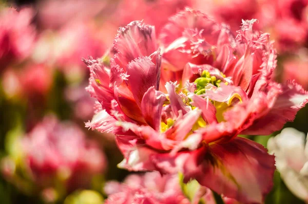 La tulipe rouge d'Auxerre fleurit dans une orangerie au printemps — Photo