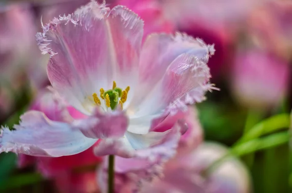 Belle tulipe rose fleurit au printemps — Photo