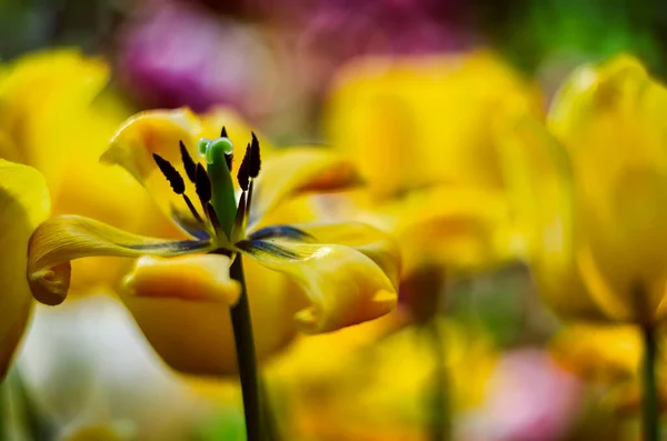 Tulipe jaune décolorée sur fond de fleurs de tulipes jaunes — Photo