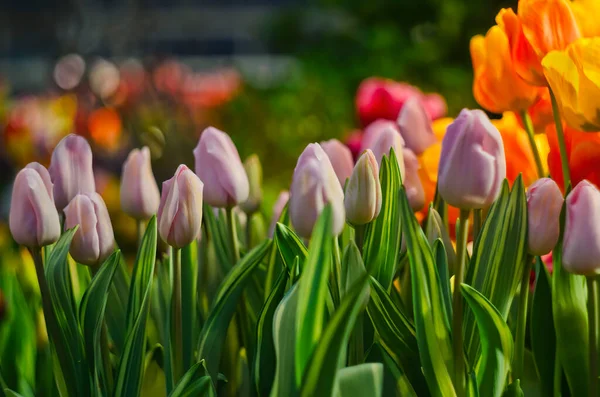 Les tulipes rose clair fleurissent au soleil printanier — Photo