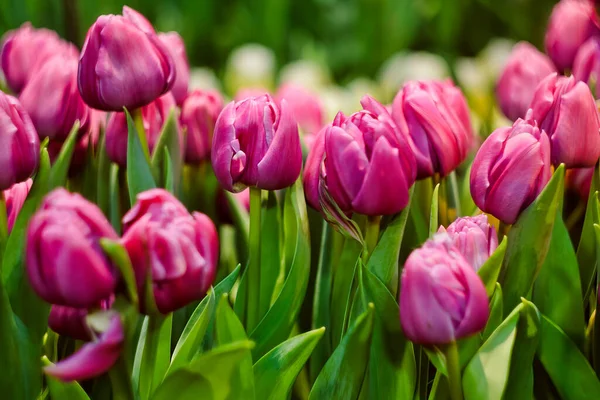 Des bourgeons de tulipes roses aux feuilles vertes et au fond flou — Photo