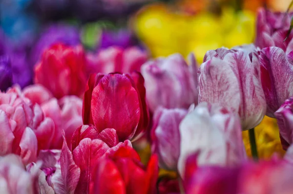De belles tulipes fleurissent sur la prairie — Photo